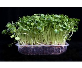 Microgreens sada Ředkvička BIO